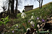 38 Fiori di Campanella - Leucojum